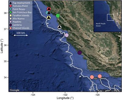 Multi-Decadal High-Resolution Data Reveal the Cryptic Vertical Movement Patterns of a Large Marine Predator Along the Californian Coast